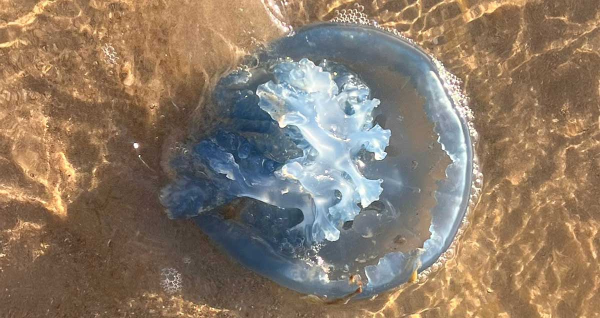 מדוזה בשפת הים, צילום: שרון אונליין