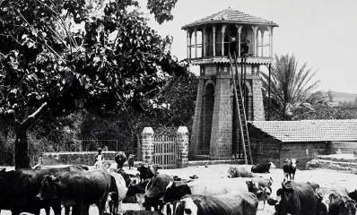 מגדל המים ליד הבאר 1915. עדר פרות ליד הבאר. תמונה בשחור לבן.
